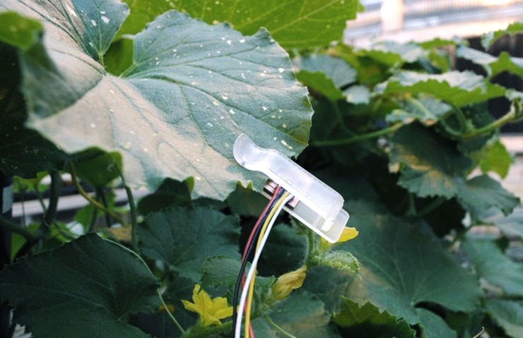 leaf sensor