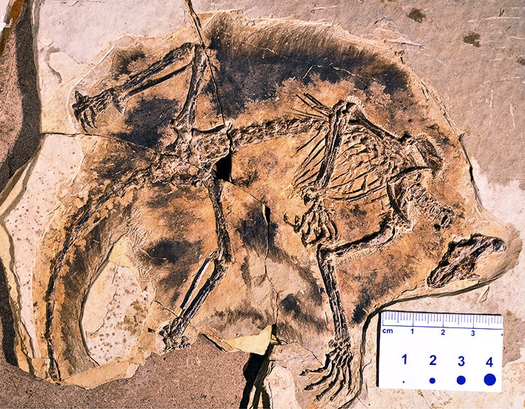 maiopatagium-fossil