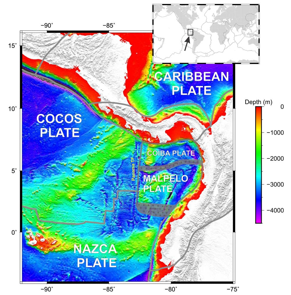 Malpelo plate illustration