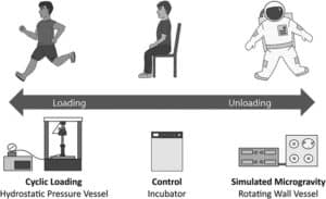 mechanical loading spectrum