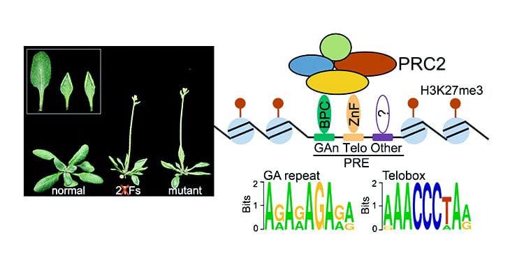 plant epigenetics illustration