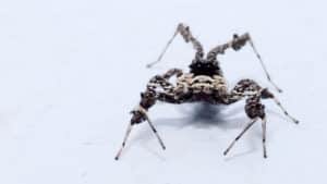 portia labiata spider