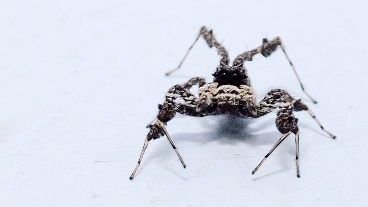 portia labiata spider