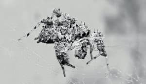 portia labiata spider