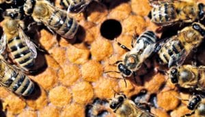 varroa mites on bees