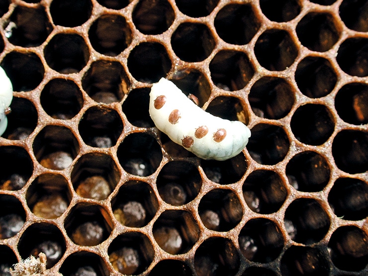 varroa mites on larva