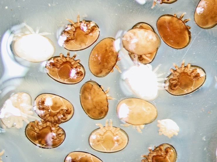 Varroa mites