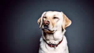 yellow lab blinking in studio shot