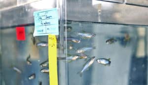 zebrafish in lab tank