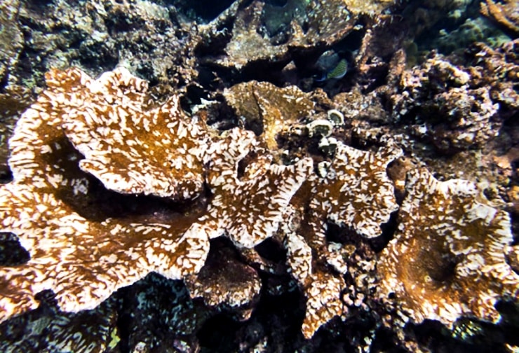 bite scars on coral