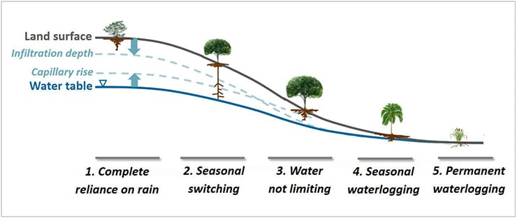 Roots and soil hydrology chart