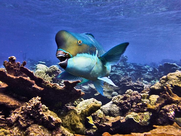 Steephead parrotfish