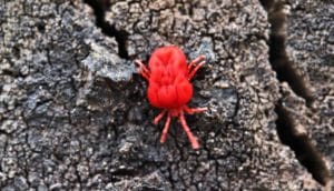 Trombidium holosericeum mite