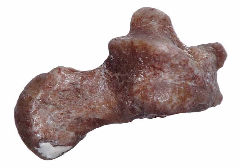 ankle fossil