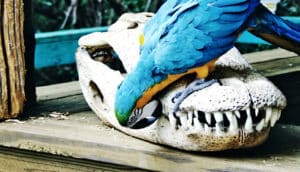 bird on reptile skull