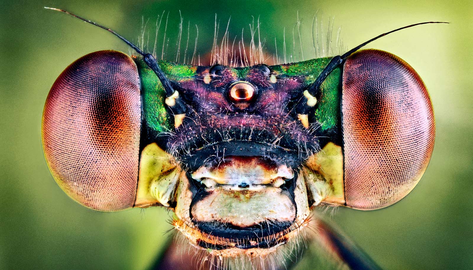 bug eye design makes perovskite solar cells more durable insect eyes