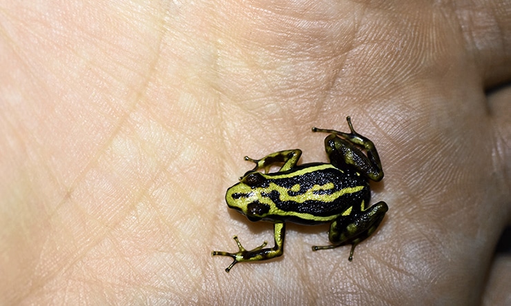 epipedobates tricolor in hand