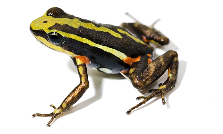 phantasmal poison frog