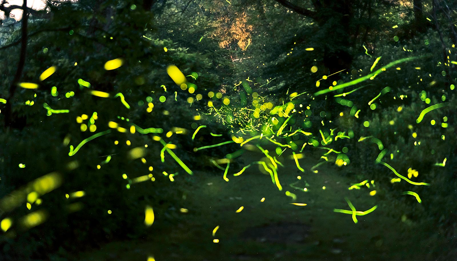 fireflies composite
