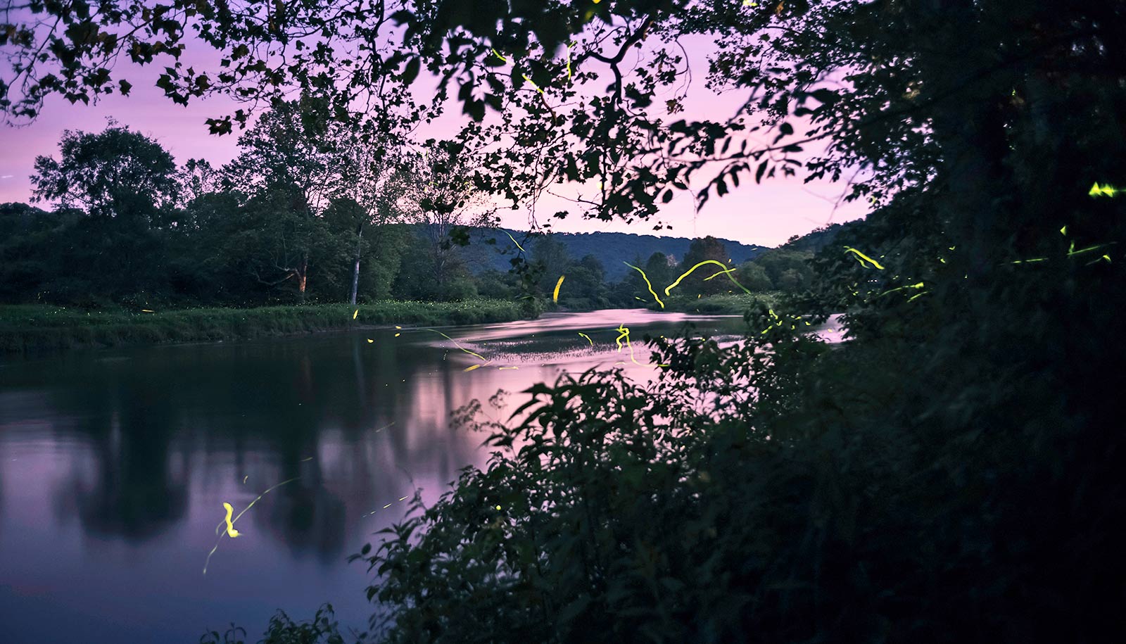 fireflies over water