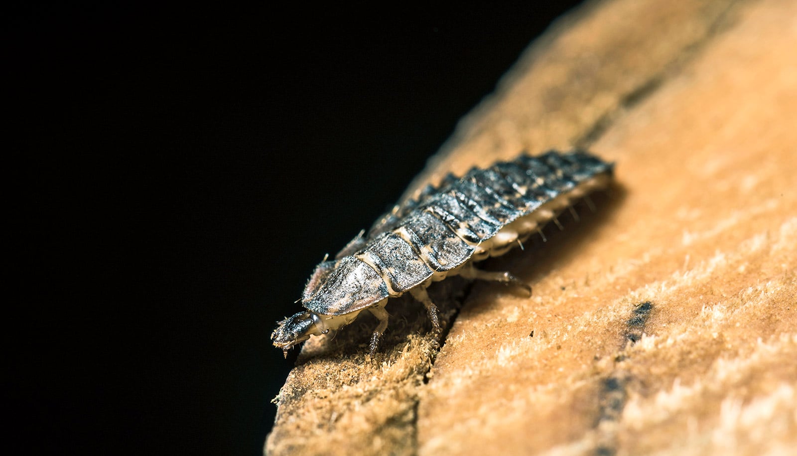 firefly larva