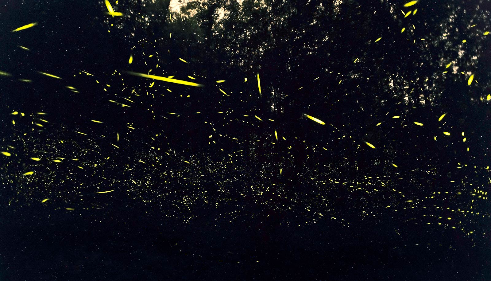 synchronous fireflies