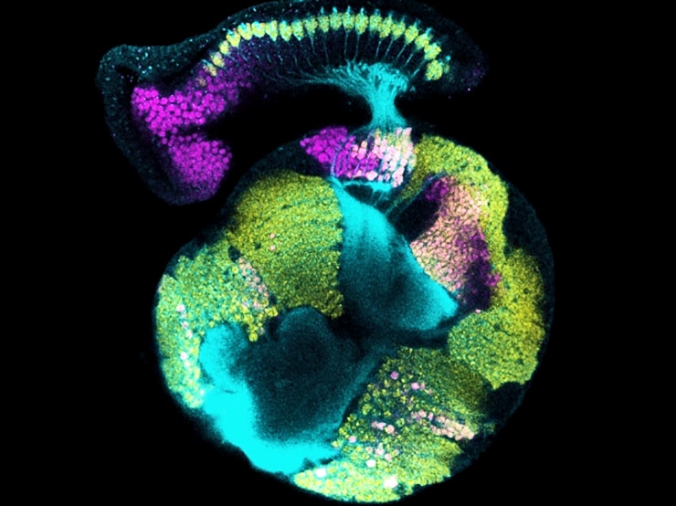 fruit fly visual system in development