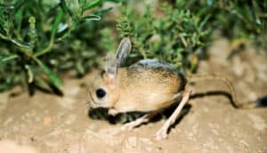 a jerboa on dirt