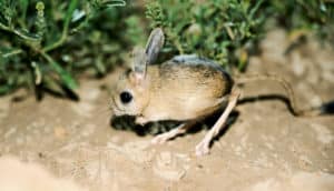 jerboa on dirt