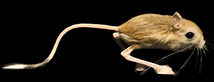 Jerboa profile