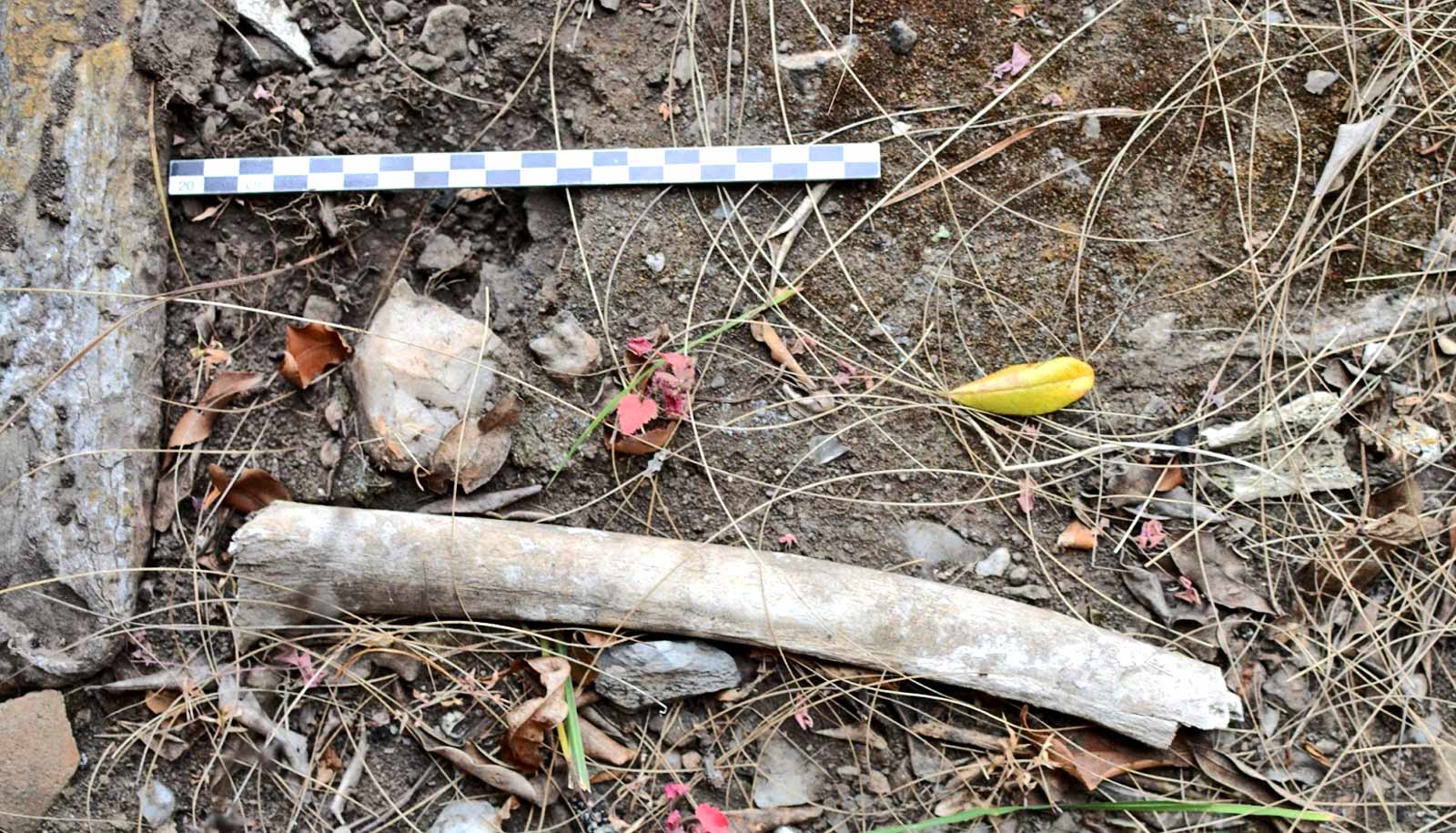 leg bone at Fingira Rock site