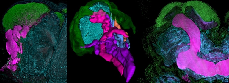 mantis shrimp/cockroach brains