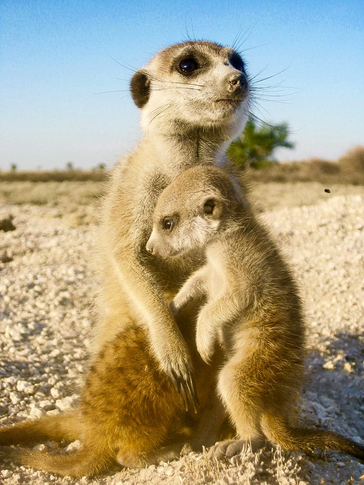 meerkat mother and child