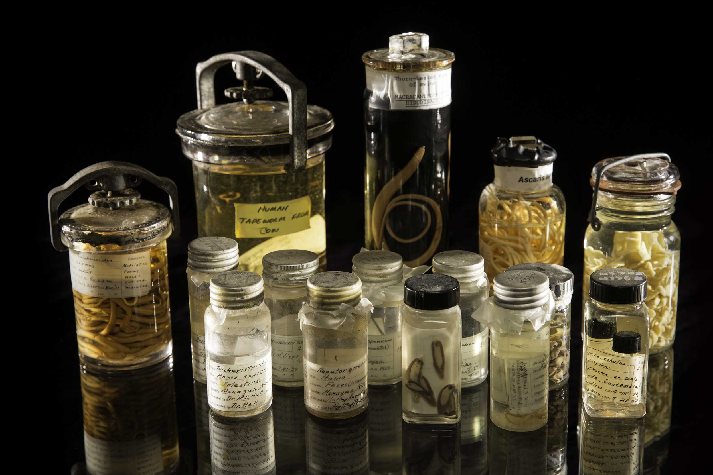 parasite specimens from Smithsonian