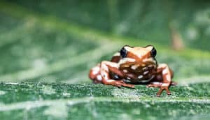 reddish frog on leaf