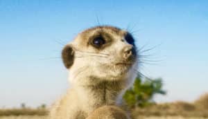 stressed meerkat