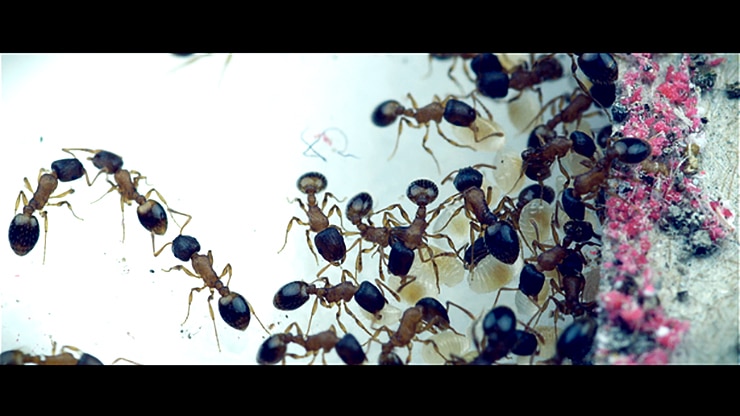 worker ants working in colony