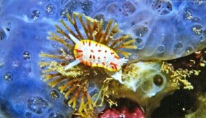 Bugula neritina under nudibranch
