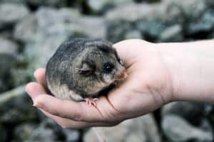 Mountain pygmy possum