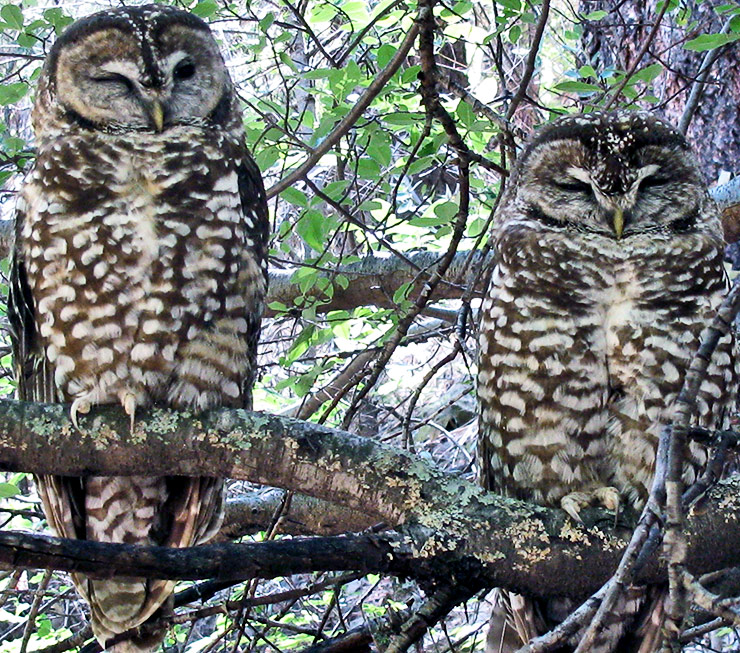 a pair of spotted owls