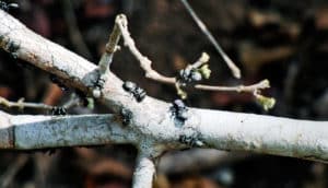 ants on branch