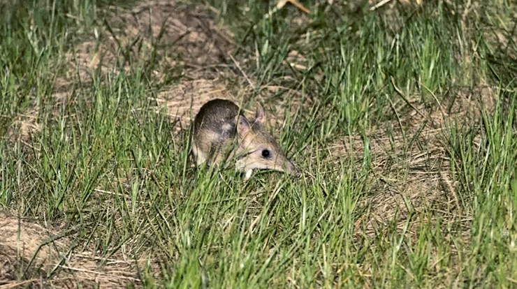 a bandicoot in the grass