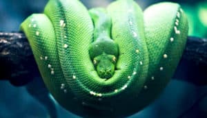coiled snake on branch