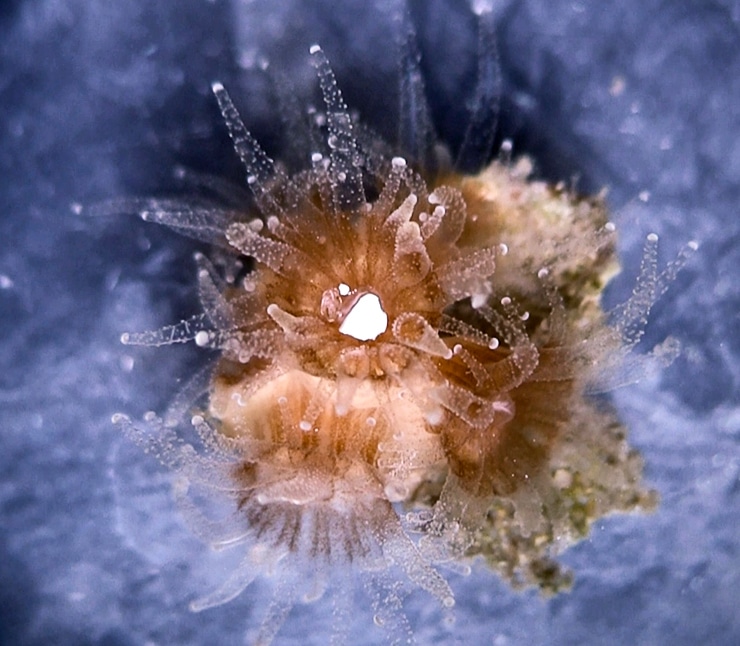 coral eating plastic