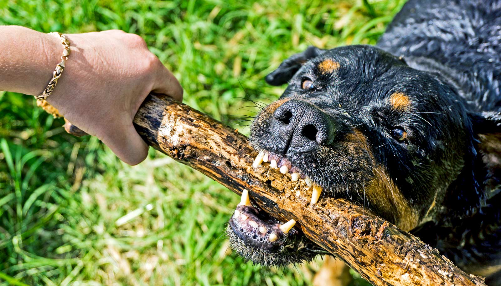 dogchewingstick_1600 Futurity