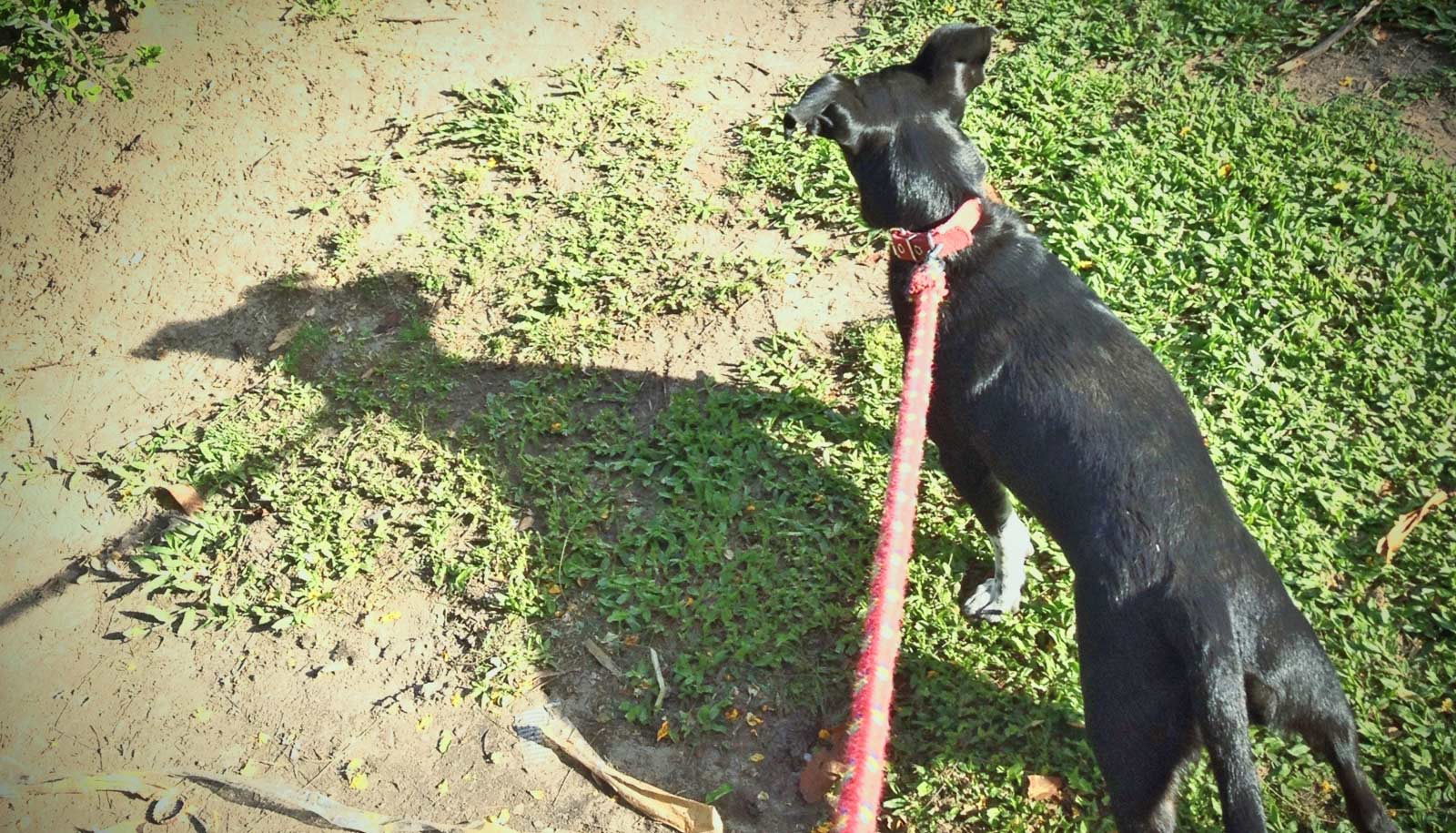 Hormones may contribute to 'leash aggression' in dogs Futurity