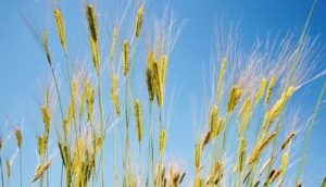 einkorn against blue sky