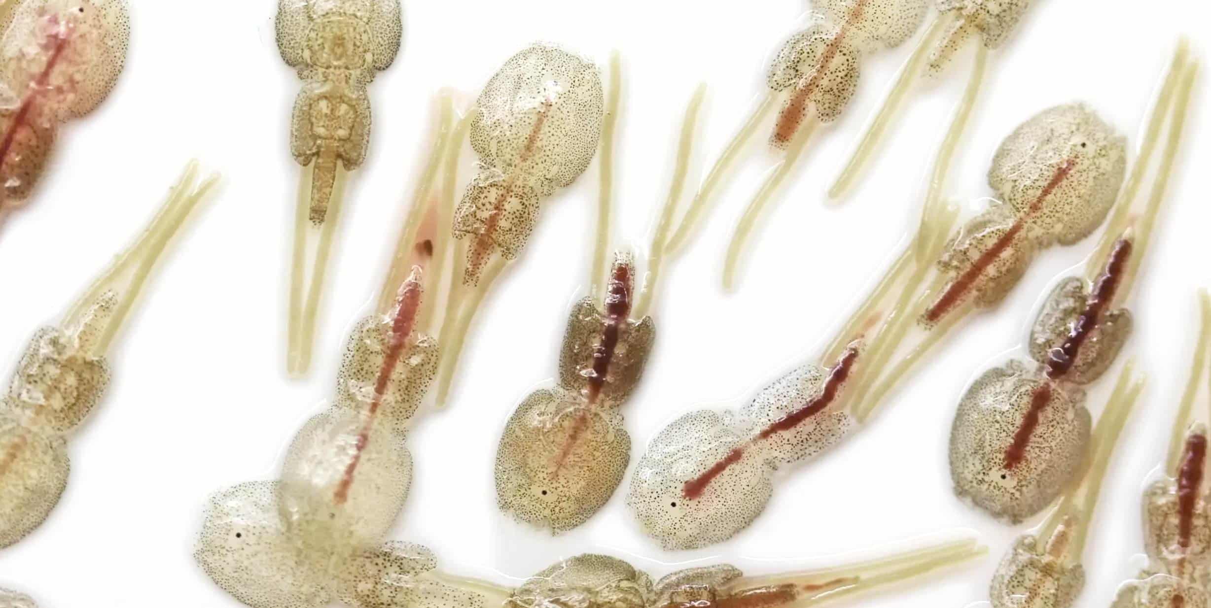 blood-sucking fish lice