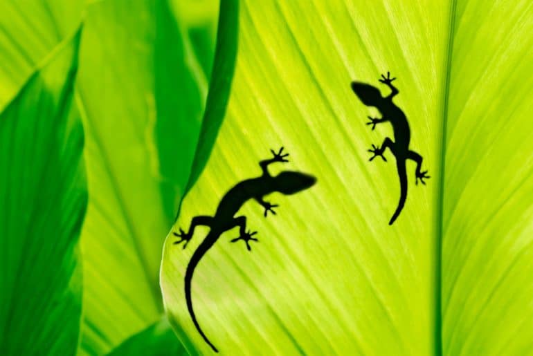 Sticky feet evolved differently in geckos and anoles Futurity