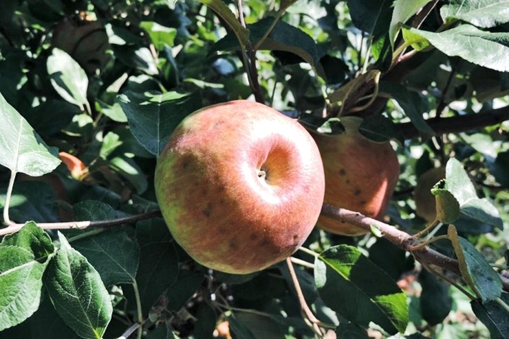 Honeycrisp apple on tree